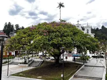 Ceiba Florecida