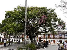 Ceiba Florecida