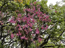 Ceiba Florecida