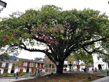 Ceiba Florecida